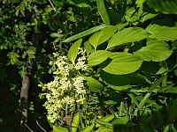 Hortensia de Virginie (Hydrangea arborescens)(ph. Mrugala F., Villars-les-Dombes, Parc des oiseaux, juil 2020)(8)